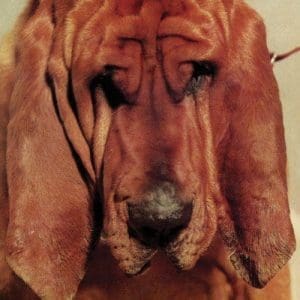 TY SEGALL Goodbye Bread