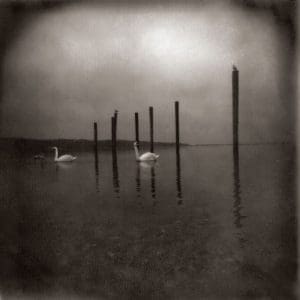 OM Conference Of The Birds (2026 Reissue)