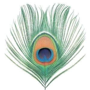 XTC Apple Venus Vol 1