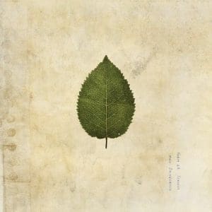 THE BOXER REBELLION Cold Still (coloured)